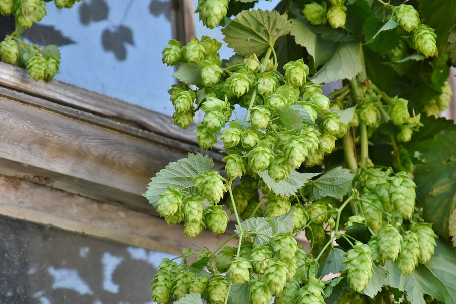 Why Hops are Used in Making Craft Beer: A Brief History and Explanation